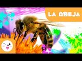 Cuestionario sobre las Abejas