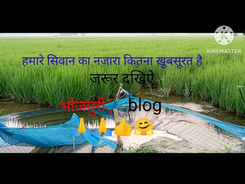 please friend aap log support kijiye YouTube blog🙏🙏👍🌾🎋🌿