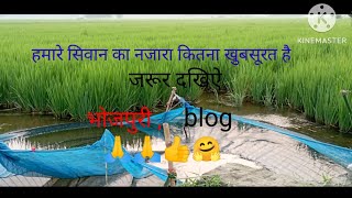 please friend aap log support kijiye YouTube blog🙏🙏👍🌾🎋🌿