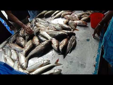 Amazing Rohu Fish Video