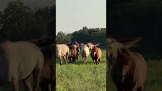 Relaxing Horse Herd Moments🫶 #equestrianjourney #horse #horsebreeds #horselife