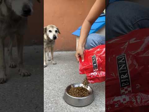 Leímos, Casa y comida #perros #miradacanina #perro #puppy #canilla #humor #cachorrosdivertidos