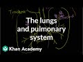 Exploring the Pulmonary System and Lungs