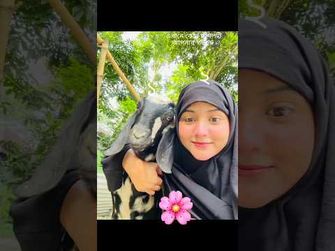 আপনার পছন্দের ছাগল কোনটি..? #cow #bxtv #eid