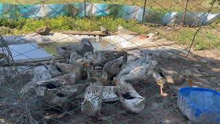 Cooking food for ducks today 24Nov2024
