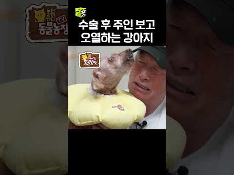 편집자도 같이 울었다는 장면😭 #TV동물농장 #우와한비디오 #우와비 #shorts