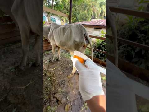 Penyuntikan obat vitamin pada sapi terkurus dikandang #lembu #shorts #cow