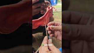 keahlian tangan buat kuda liar