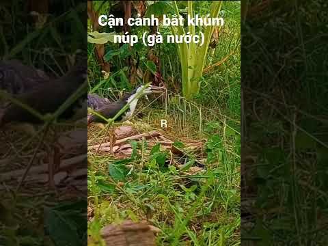 chỉ có ở miền tây quê tôi #videocut123