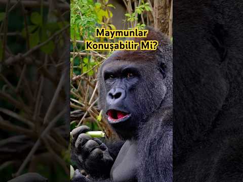 Maymunlar Soru Sorabilirler Mi? #bilim #hayvanlar #gorilla