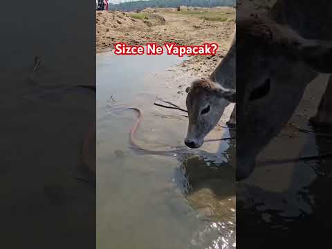Su İçene Yılan Karışır Mı? #yılan #inek #snake #travel #shorts #outdoors #amazing