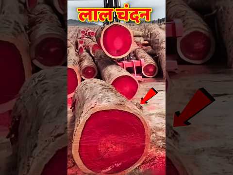 ₹50 का पौधा और बन गया ₹40 लाख का पेड़😱The Red Sandalwood Mystery#shortsfeed#redsandal#wood#लालचंदन