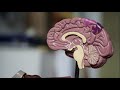 Évaluation des adénopathies et interventions