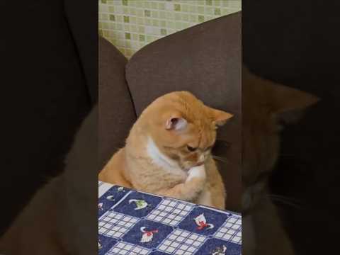 ай-я-яй что за вкуснятина