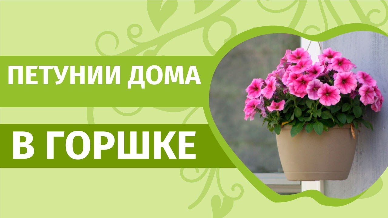Шикарные петуньи и огурцы можно вырастить дома в горшке. Создайте себе настроение сами!