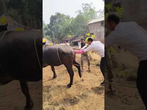 Casting of a buffalo#Artificial insemination in a buffalo#animal casting#how to ai a buffalo