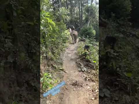 ￼￼running with baby elephant