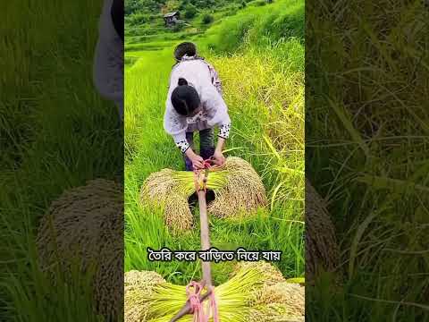 এই ধান কাটার পদ্ধতিটি থাইল্যান্ডে একটি বিরল কৌশল #shorts