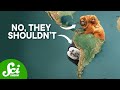 Monkeys in South America: A Journey Across the Atlantic