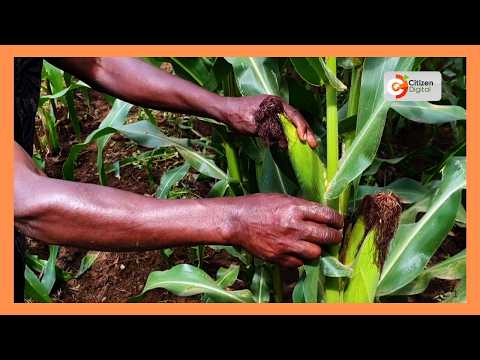 YouTube video thumbnail: Smart Farm: Farmers Adopt Climate-Smart Practices to Tackle Drought and Crop Losses