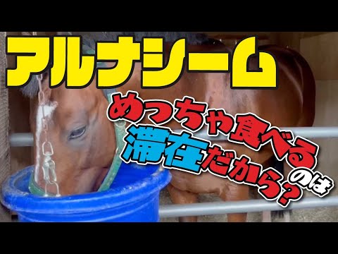 【函館記念2025】今週はみんな大好きなアルしゃんことアルナシームを見て、赤城記者としゃべっています。珍しく食べることに集中！