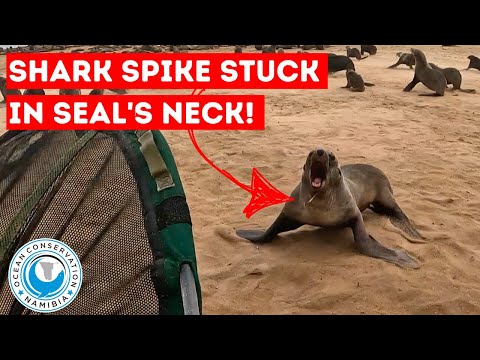 SHARK SPIKE Stuck In Seal's Neck!