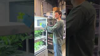How to Transplant in Your STEM Garden Micro-Farm