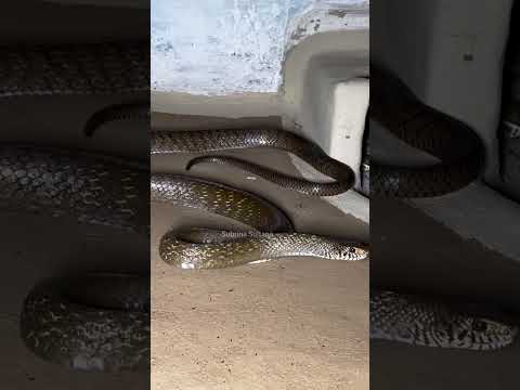 Oriental Rat Snake Moving Through Nature | Stunning Wild Snake Footage #snakevideo #snakelovers