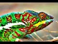 Chameleon Color Change Mechanisms