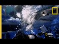 Shark Behavior and Music Attraction