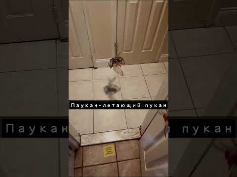 Летающий Паук и Черепаха типо Ниндзя | Sondoll Shorts (озвучка) #shorts