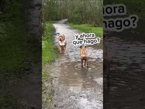 🐕Yo puedo con este BOCÓN 🤭💥😂‼️ #shorts #funny #reels #video #dog #fyp #humor #feed #feed #new