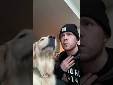 Dogs can understand what you say