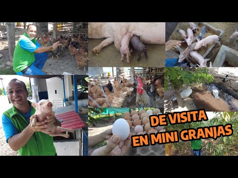 VISITANDO MINI GRANJAS O FINCAS  " ESTO SI ES UN TESORO "