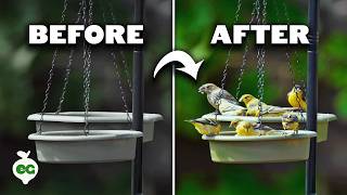 Easy Ways to Attract Birds to Your Garden