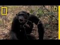 Understanding Male Behavior in Chimpanzees