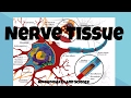 Understanding Nerve Tissues