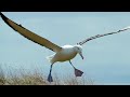 Albatross Flight and Behavior