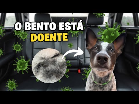 A Pele Do Bento Está Cheia De Feridas 😔