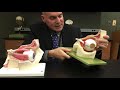Eye Muscle Functions and Movements