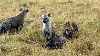 Migrating wildebeests are too tired to fight back