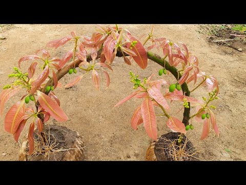 Best Technique How To Make Mango Tree Growing Quickly