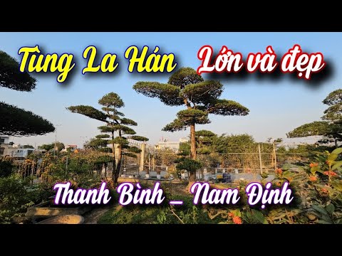 SH.9920. Nhiều cây Tùng La Hán dáng đẹp kích thước lớn chơi quá đẹp.