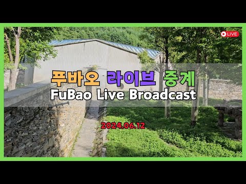 동시통역)2024년 6월 12일 푸바오 라이브 방송(Watch FuBao Live Broadcast)