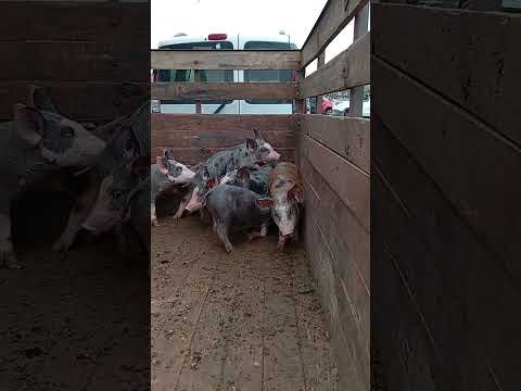 O preço do porco na feira de Limoeiro-PE