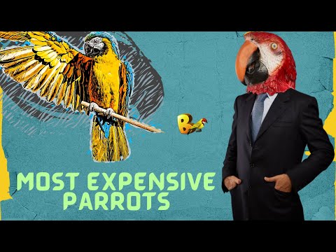 Top 5 Most Expensive Parrots as a Pet Bird | Five Parrots You Can't Afford