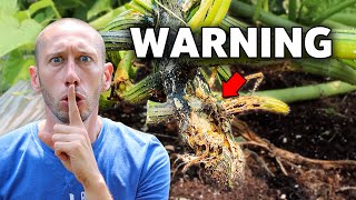 5 Deadly MISTAKES You Can't Afford to Make When Growing Squash