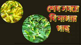 🔥 শেষ সময়ে এসে যারা ঘি নাগার গাছ খুঁজছেন! UK-তে সীমিত স্টক | Gheee Naga Live Plant for Sale UK 🇬🇧