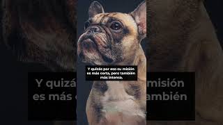 ¿Por qué los perros viven tan poco? 😢