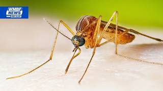 YouTube video thumbnail: Health Officials Warn of West Nile Virus Risk in the Grand Strand
